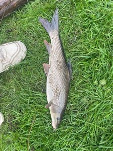 Barbel