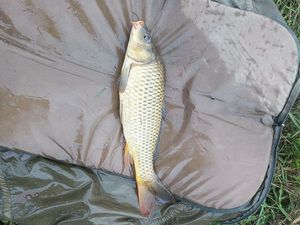 Common Carp