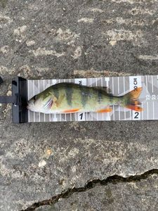 European Perch