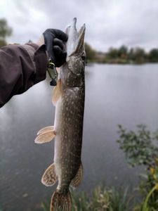 Northern Pike