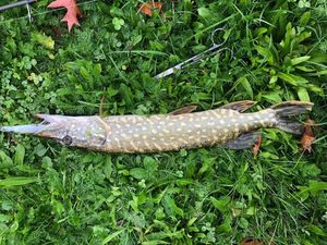 Northern Pike