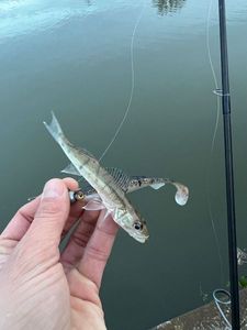 Zander