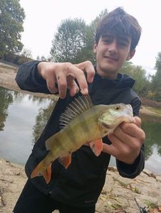 European Perch