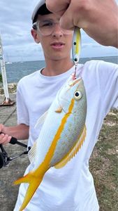 Yellowtail Snapper