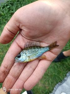 Green Sunfish