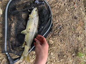 Brown Trout