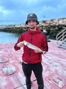 Mackerel
