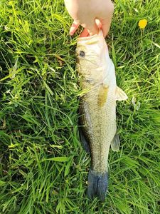Largemouth Bass