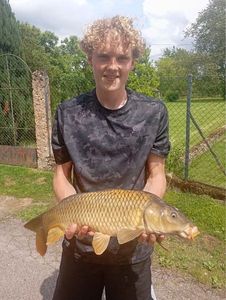 Common Carp