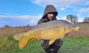 Common Carp