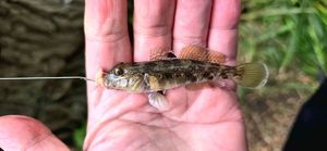 Round Goby