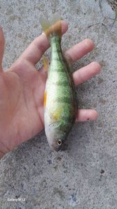 European Perch