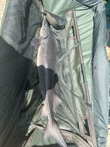Sturgeon