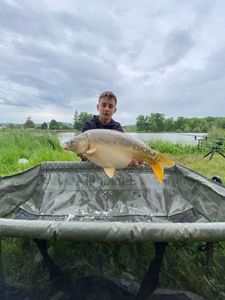 Mirror Carp