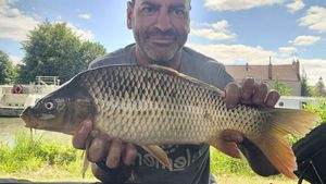 Common Carp