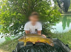 Common Carp