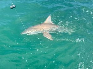 Blacktip Reef Shark