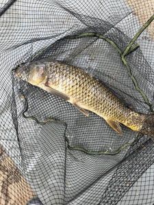 Silver Carp