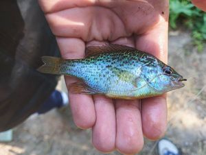 Pumpkinseed