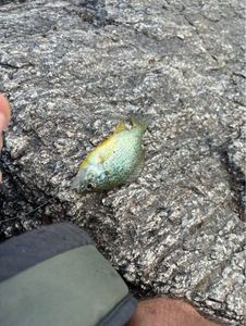 Green Sunfish