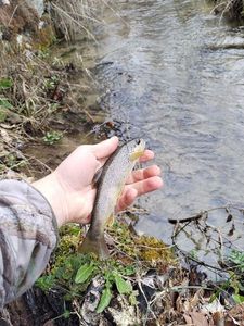 Brown Trout