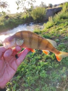 European Perch