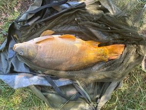 Leather Carp