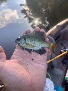 Bluegill