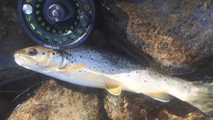 Brown Trout