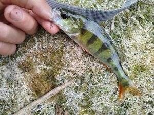 European Perch