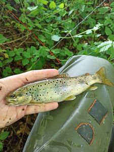 Brown Trout