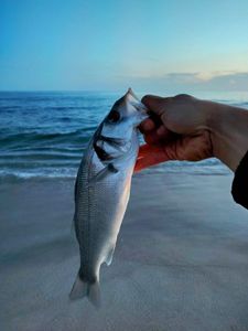 European Bass (Seabass)