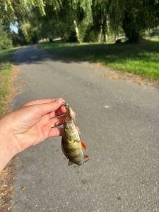 European Perch