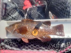 Cuckoo Wrasse