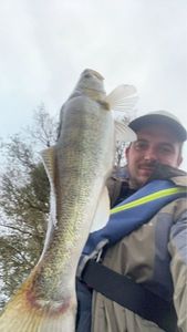 Zander