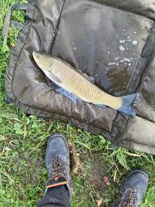 Grass Carp