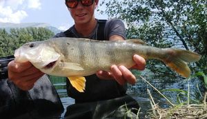 European Perch