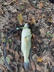Largemouth Bass