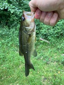 Largemouth Bass