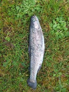Rainbow Trout