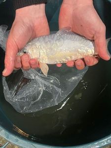 Koï Fish