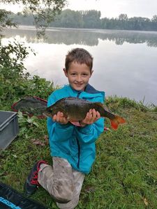 European Perch