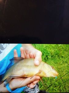 Tench