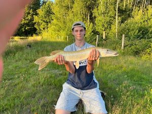 Northern Pike