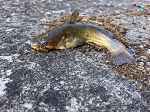 Black Bullhead