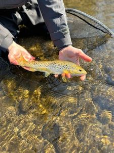 Brown Trout
