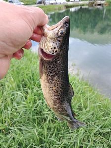 Brown Trout