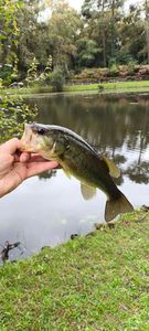 Largemouth Bass