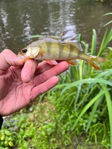 European Perch