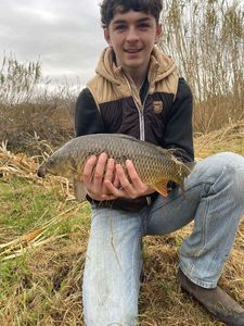 Common Carp